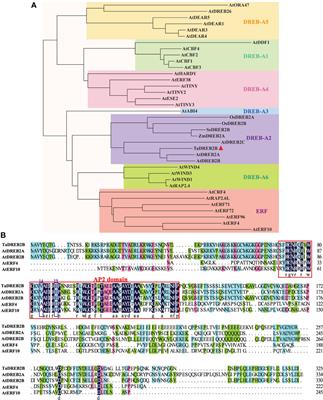 Field evaluation of TaDREB2B-ectopic expression sugarcane (Saccharum spp. hybrid) for drought tolerance